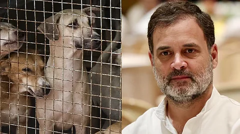 Rahul Gandhi