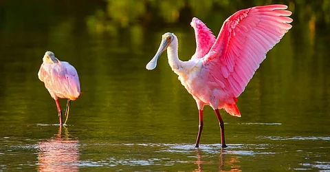 tropical birds populations