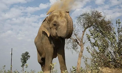 Wild elephant