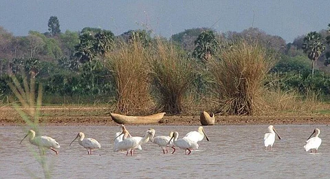 Assam: White canopy of beautiful birds in Panidihingia