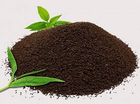 Indian tea exports