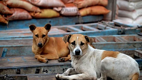 dogs
