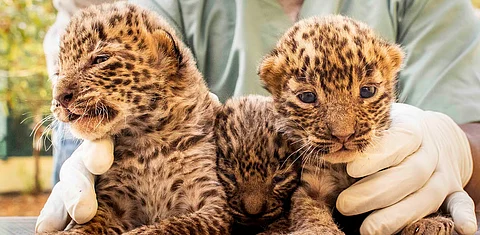 leopard cubs