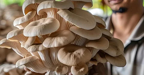 mushroom cultivation