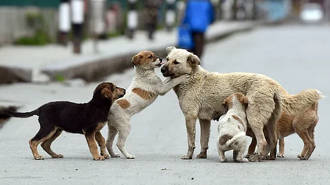 “No Feeding on Roads”: Supreme Court Issues New Guidelines on Stray Dogs