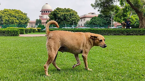 stray dogs