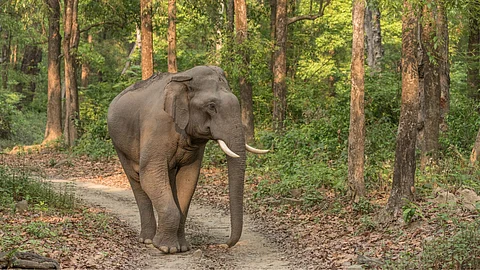 Elephant