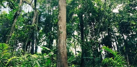 Digboi Forest Division
