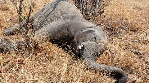 Wild elephant