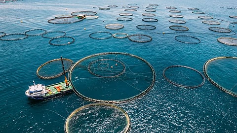 Fish production surges 104 %, infra projects rise towards Blue Economy