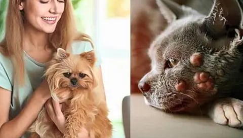 pets and diseases