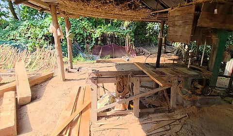 illegal timber racket