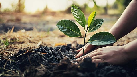 Tree plantation