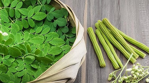 moringa cultivation