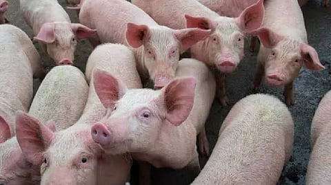 African Swine Fever Outbreak Triggers Pig Trade Ban in Merapani, Nagaland