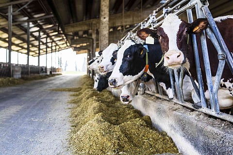 Dairy Farming