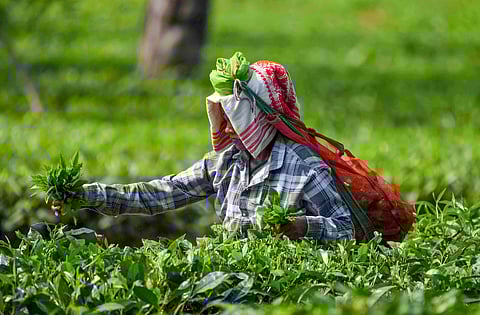 Tea groups decide to unitedly fight common issues plaguing tea industry