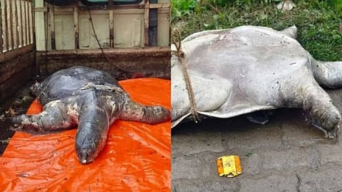 Assam: Measures to clean Sivasagar’s East Jamuna Canal after turtle deaths
