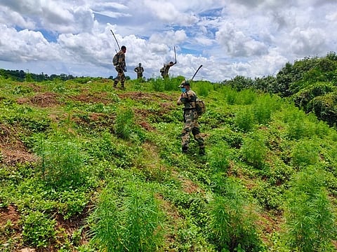 Security Personnel destroying ganja plantation in Sepahijala District of Tripura