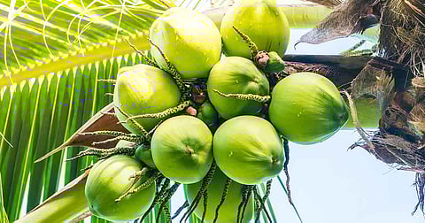 World Coconut Day 2025