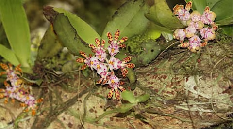 Rare orchid
