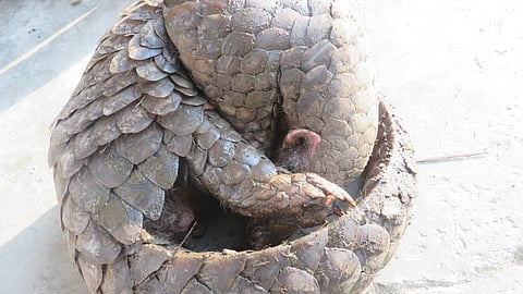 Wildlife Crime Control Bureau