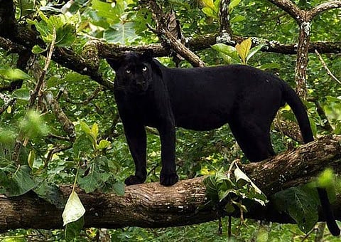 Black melanistic leopard (File Photo)