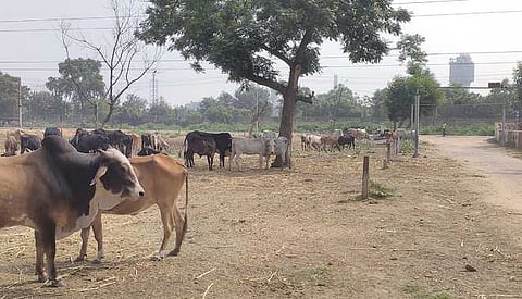 Cattle stolen