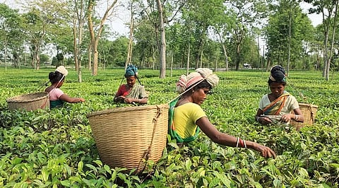 Tea garden workers