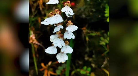 Hemipilia basifoliata
