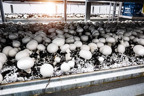 mushroom cultivation