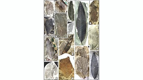 Fossil leaves
