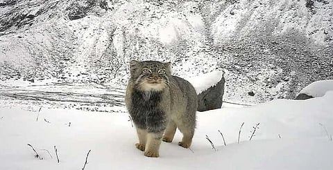 Pallas Cat
