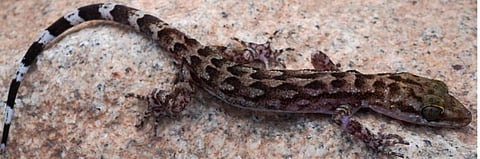 Photo of bent-toed gecko named newly as Cyrtodactylus Vanarakshaka