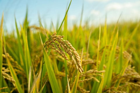 Sonitpur Agriculture Department