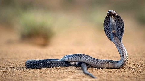 snake