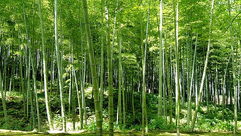 Bamboo to biofuel
