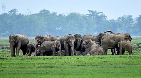 Wild elephant