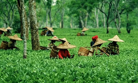 Assam’s Tea industry