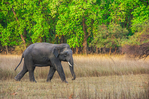 Rhino Protection Force jawan
