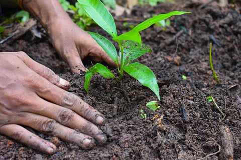 Tree Plantation Drive