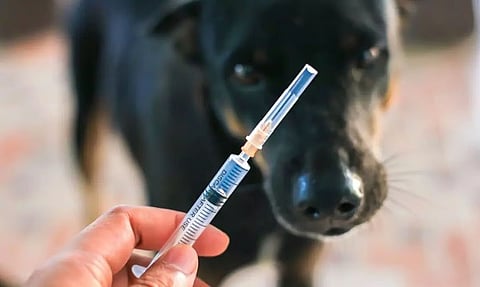Anti-rabies vaccination drive