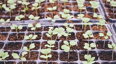 Clean Plant Programme