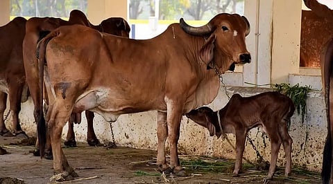 cattle stolen