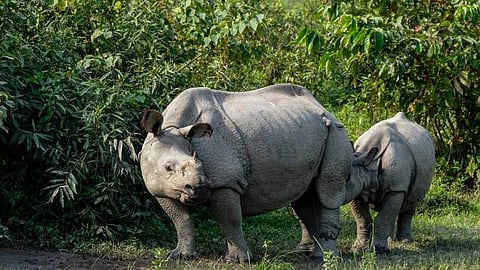 Kaziranga National Park