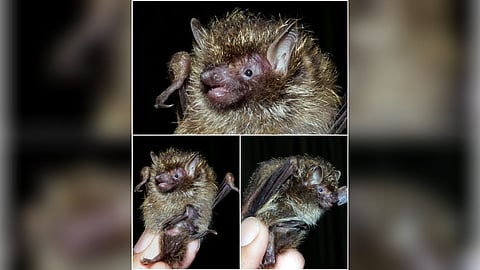 Golden-haired tube-nosed bat