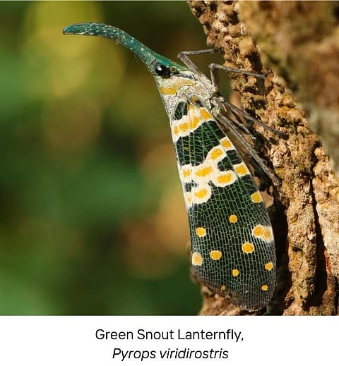 local insects