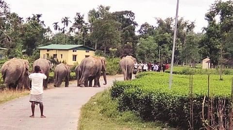 Human–elephant