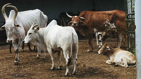 Cattle syndicate