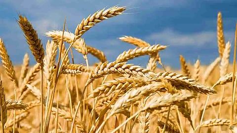 ‘MSP hikes for rabi crops show PM Modi always works in our interest’: Farmers